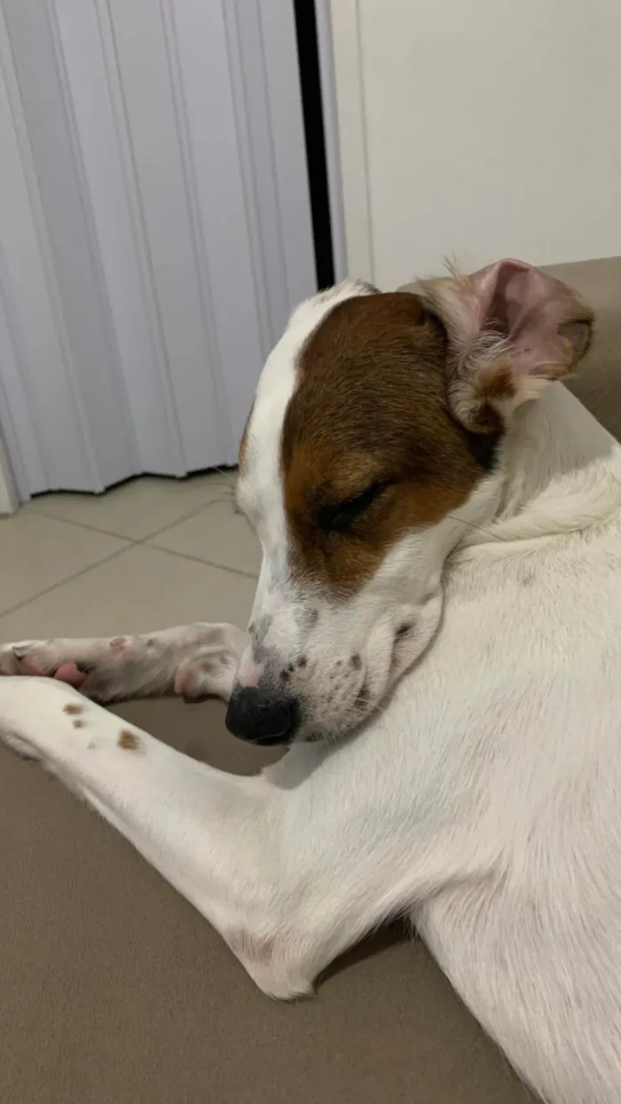Cachorro ra a SRD-ViraLata idade 2 a 6 meses nome Amora 