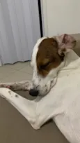 Amora