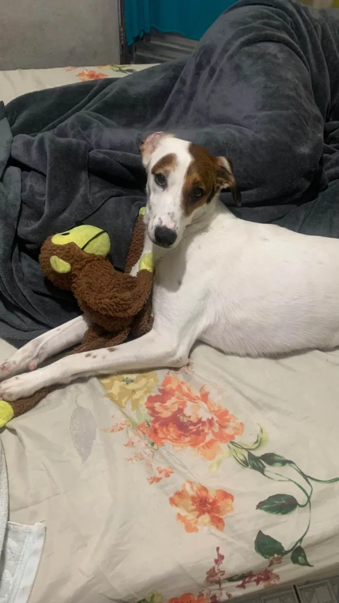 Cachorro ra a SRD-ViraLata idade 2 a 6 meses nome Amora 