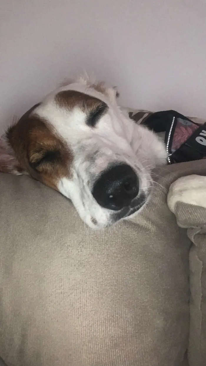 Cachorro ra a SRD-ViraLata idade 2 a 6 meses nome Amora 