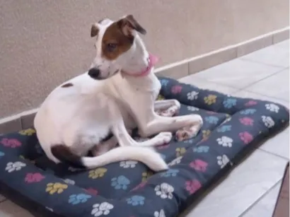 Cachorro raça SRD-ViraLata idade 2 a 6 meses nome Amora 