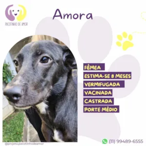 Cachorro raça SRD-ViraLata idade 7 a 11 meses nome Amora