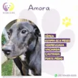 Amora
