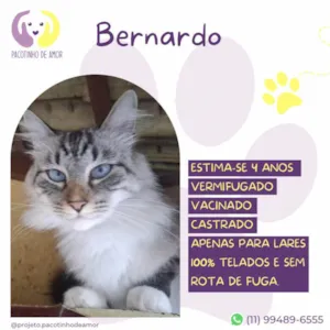 Gato raça SRD-ViraLata idade 4 anos nome Bernardo 