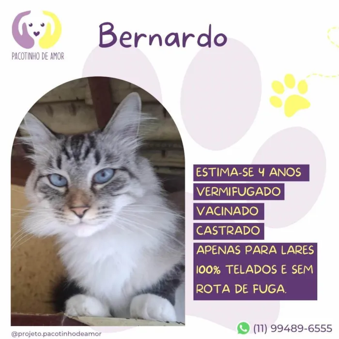 Gato ra a SRD-ViraLata idade 4 anos nome Bernardo 