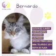 Bernardo