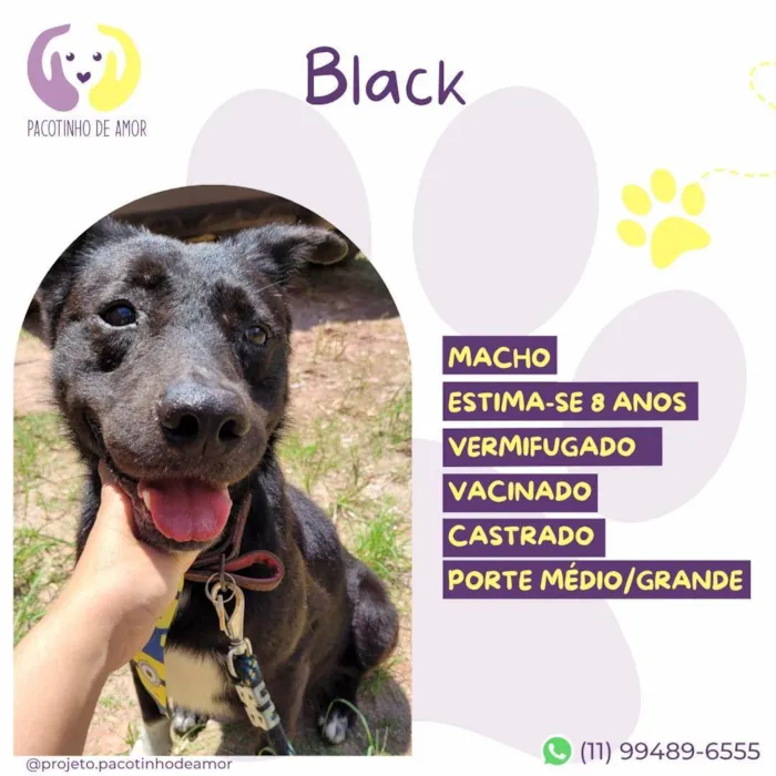 Cachorro ra a SRD-ViraLata idade 6 ou mais anos nome Black