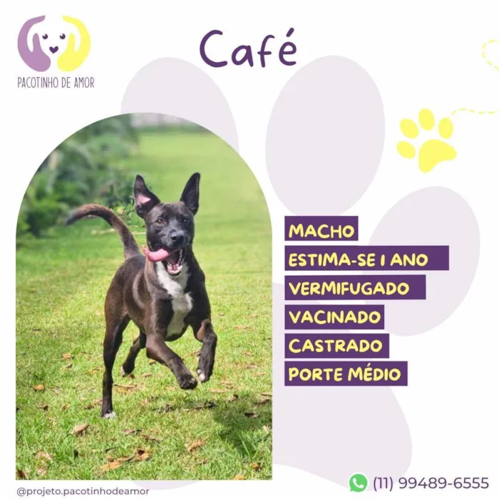 Cachorro ra a SRD-ViraLata idade 1 ano nome Café