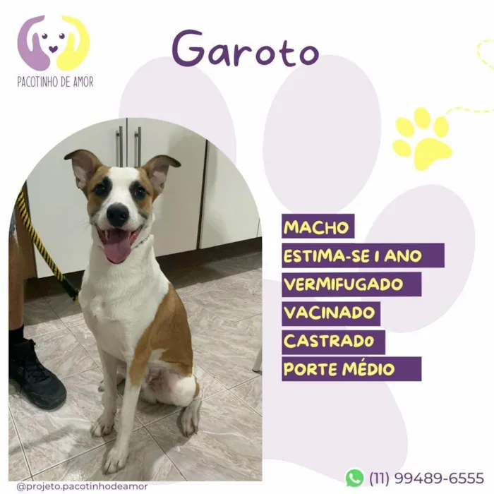 Cachorro ra a SRD-ViraLata idade 1 ano nome Garoto