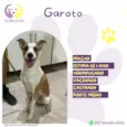 Garoto