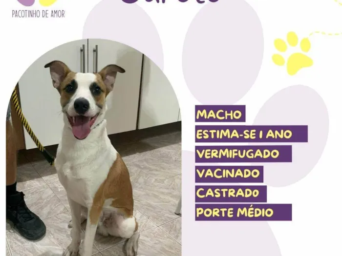 Cachorro ra a SRD-ViraLata idade 1 ano nome Garoto