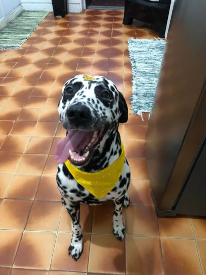 Cachorro raça Dálmata idade 5 anos nome ANDRESSA PINHEIRO