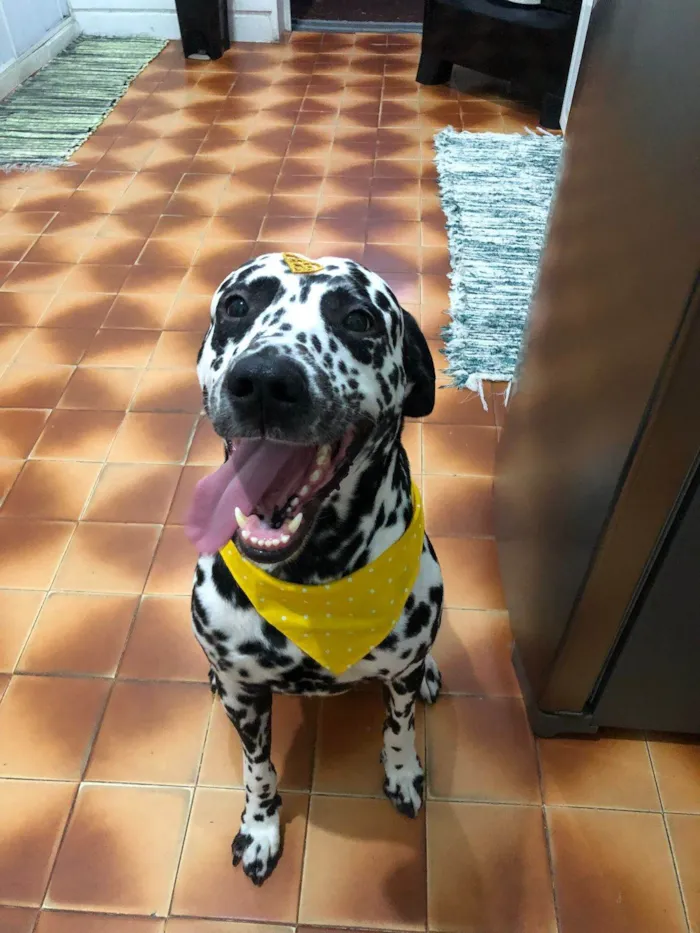 Cachorro ra a Dálmata idade 5 anos nome ANDRESSA PINHEIRO