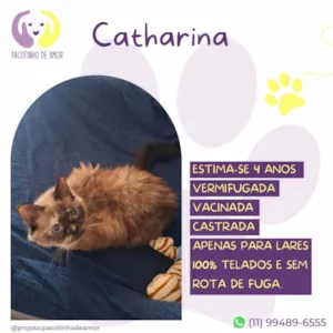 Gato raça SRD-ViraLata idade 4 anos nome Catharina 