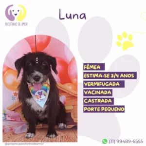 Cachorro raça SRD-ViraLata idade 3 anos nome Luna 3 anos