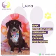 Luna 3 anos