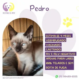 Gato raça Siamês idade 2 a 6 meses nome Pedro