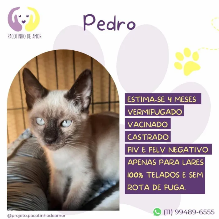 Gato ra a Siamês idade 2 a 6 meses nome Pedro