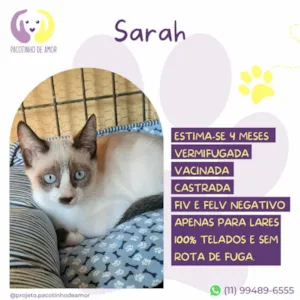Gato raça Siamês idade 2 a 6 meses nome Sarah