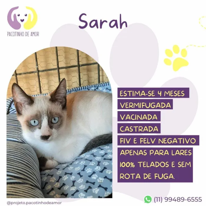 Gato ra a Siamês idade 2 a 6 meses nome Sarah
