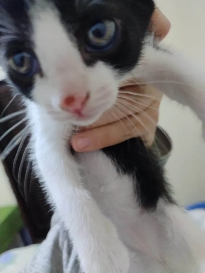 Gato ra a SRD-ViraLata idade 2 a 6 meses nome Satine