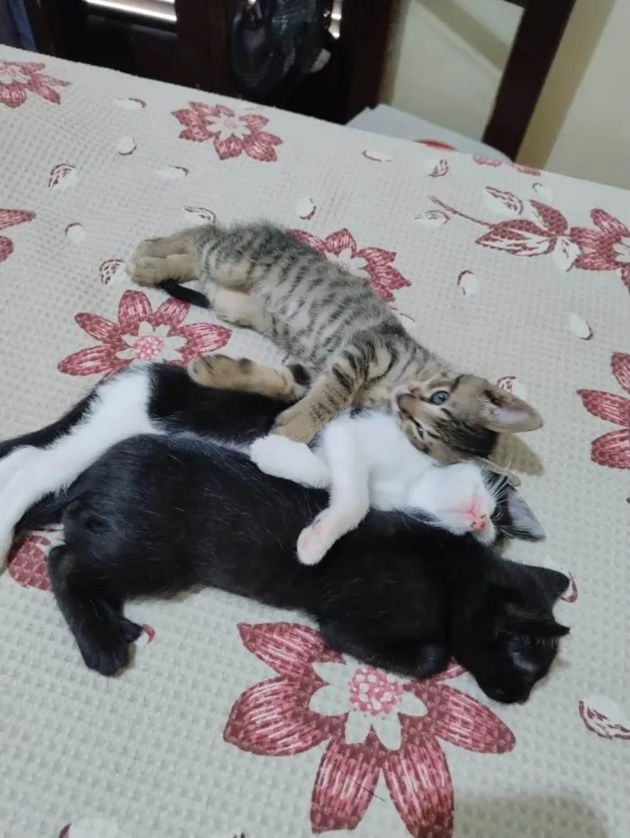 Gato ra a SRD-ViraLata idade 2 a 6 meses nome Satine
