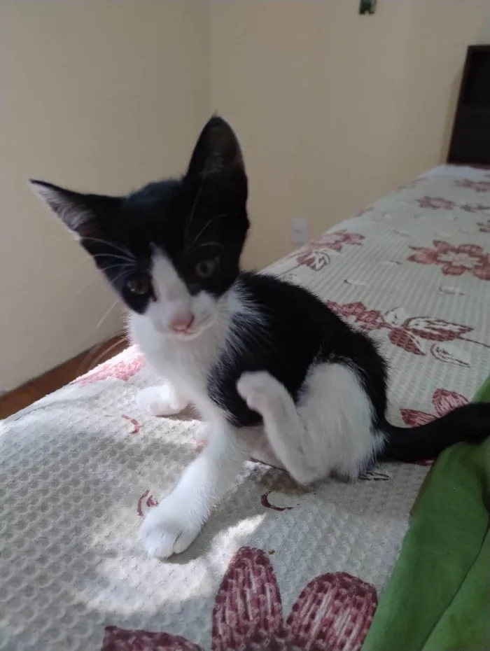 Gato ra a SRD-ViraLata idade 2 a 6 meses nome Satine