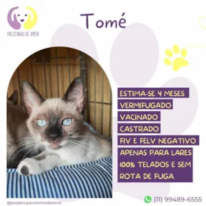 Gato raça Siamês idade 2 a 6 meses nome Tomé