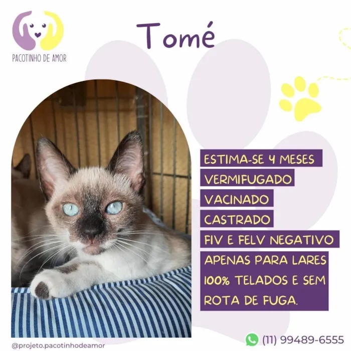 Gato ra a Siamês idade 2 a 6 meses nome Tomé