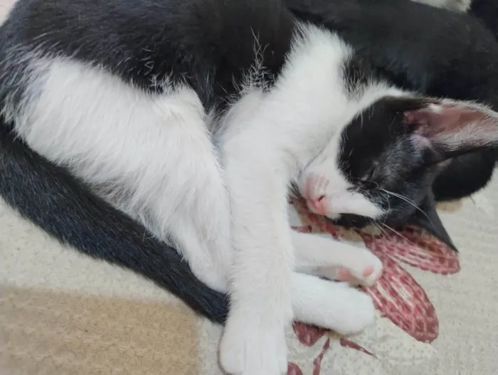 Gato ra a SRD-ViraLata idade 2 a 6 meses nome Satine
