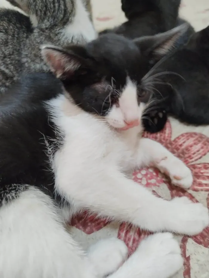 Gato ra a SRD-ViraLata idade 2 a 6 meses nome Satine