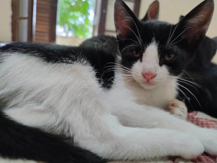 Gato ra a SRD-ViraLata idade 2 a 6 meses nome Satine