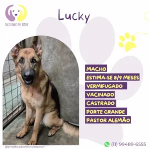 Cachorro raça Pastor Alemão idade 7 a 11 meses nome Lucky