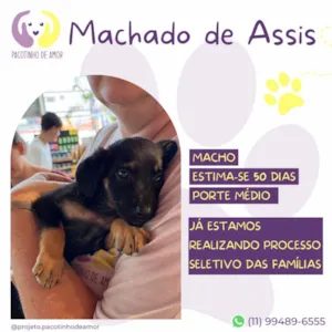 Cachorro raça SRD-ViraLata idade Abaixo de 2 meses nome Machado de Assis 