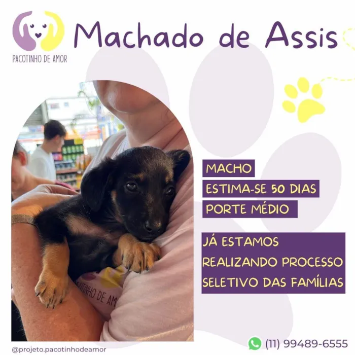 Cachorro ra a SRD-ViraLata idade Abaixo de 2 meses nome Machado de Assis 