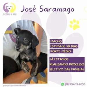 Cachorro raça SRD-ViraLata idade Abaixo de 2 meses nome José Saramago