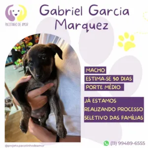 Cachorro raça SRD-ViraLata idade Abaixo de 2 meses nome Gabriel