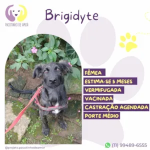 Cachorro raça SRD-ViraLata idade 2 a 6 meses nome Brigidyte