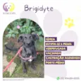Brigidyte