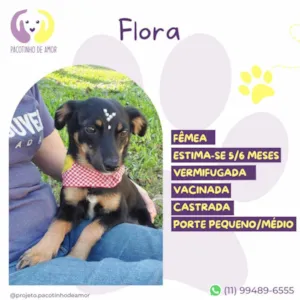Cachorro raça SRD-ViraLata idade 2 a 6 meses nome Flora
