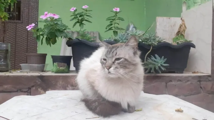 Gato ra a SRD-ViraLata idade 3 anos nome Adam