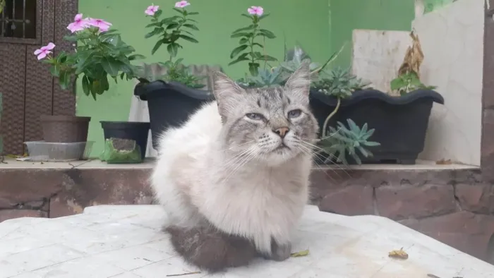 Gato ra a SRD-ViraLata idade 3 anos nome Adam