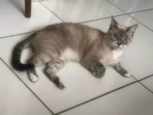 Gato raça SRD-ViraLata idade 4 anos nome Mia
