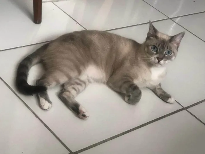 Gato ra a SRD-ViraLata idade 4 anos nome Mia