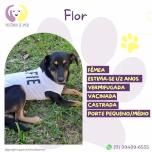 Cachorro raça SRD-ViraLata idade 1 ano nome Flor