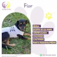 Flor