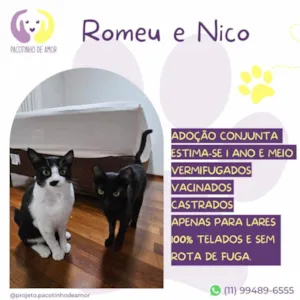 Gato raça SRD-ViraLata idade 1 ano nome Romeu e Nico