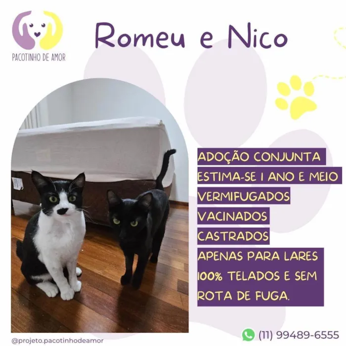 Gato ra a SRD-ViraLata idade 1 ano nome Romeu e Nico
