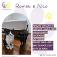 Romeu e Nico