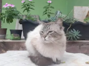 Gato raça SRD-ViraLata idade 3 anos nome Adam